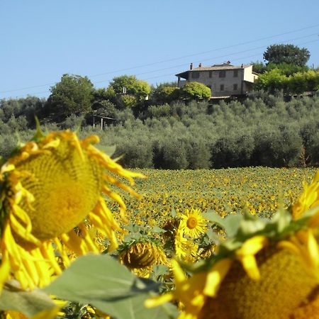 Agriturismo Oliveto di Geltrude Contessa Amelia Exterior foto